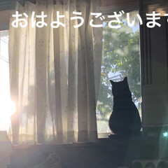 黒猫/くろ/めん/猫/暮らし 今朝は澄み渡る空ですねー❣️
５月１日に…(1枚目)