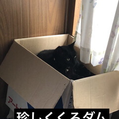 黒猫/にこ/くろ/猫/めん/猫のいる暮らし/... 今日の3匹の猫さま。
くろは珍しく箱にi…(1枚目)