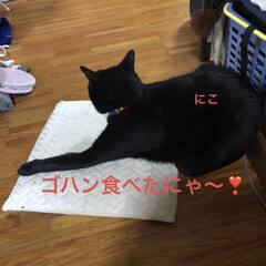 晩ご飯/黒猫/にこ/くろ/猫/めん こんばんはです。
今日も一日お疲れ様でし…(1枚目)