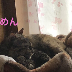 にこ/黒猫/めん/猫/癒し/猫飼のしあわせ 連投すみません。猫たちに朝ご飯あげてそこ…