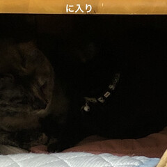 親子/猫/めん/くろ/黒猫/癒し/... 今日はかまってあげれなくてごめんね🥰
明…(1枚目)