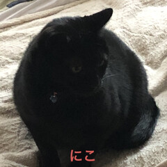 晩ご飯/黒猫/くろ/にこ/猫/めん/... おはようございます☁️
さむ〜い😵そのた…(5枚目)