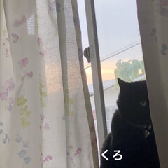 朝ご飯/めん/猫/にこ/くろ/黒猫/... おはようございます。
今朝は朝日が綺麗で…(1枚目)