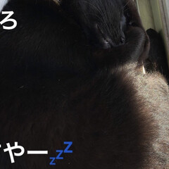 猫/めん/黒猫/にこ/くろ/癒し/... 今朝は朝がにぎやかで4時に起こされました…(6枚目)