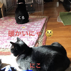 ストーブ大好き/にこ/くろ/黒猫/めん/猫 こんばんはです。今日の我が家の猫さまたち…(5枚目)