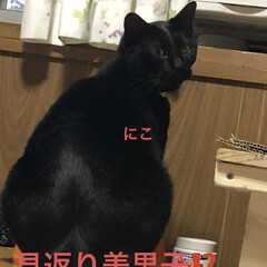 にこ/くろ/黒猫/めん/猫 おはようございます☀
昨日の猫さま大集合…(8枚目)