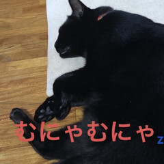 にこ/黒猫/モーニングセット/おうちごはん/猫 おはようございます😊
今日は曇り空かな？…(5枚目)