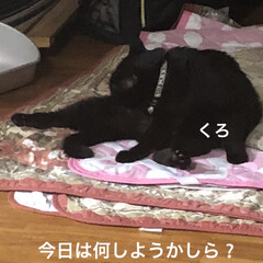 朝ご飯/めん/にこ/黒猫/くろ/猫 おはようございます☔️
朝から元気いっぱ…(3枚目)