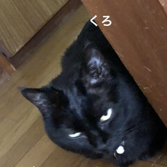 空/猫/めん/黒猫/くろ/にこ 明け方から騒がしい猫さまたち。しらぬふり…(6枚目)