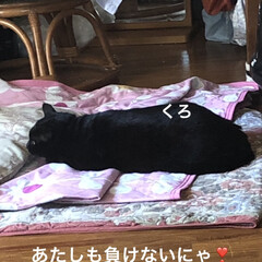 黒猫/にこ/くろ/めん/猫/癒し/... 今日は一日猫たちと過ごしていっぱい遊ぶ姿…(4枚目)