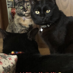 猫飼のしあわせ/癒し/にこ/めん/猫/黒猫/... 今日はいつになく、くろが活発❣️とっても…