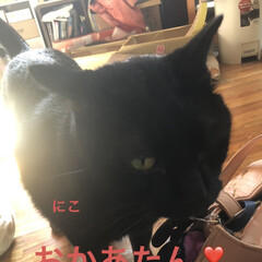 猫/めん/黒猫/にこ/くろ 日向ぼっこを楽しむくろとめん😸😺
撫でる…(7枚目)