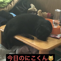 猫飼のしあわせ/癒し/黒猫/にこ/暮らし (1枚目)