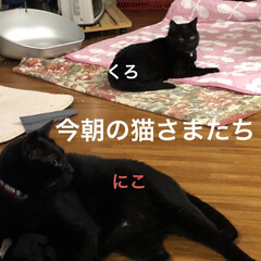 猫/めん/黒猫/くろ/にこ/空 おはようございます☀
今朝の朝焼け綺麗で…(5枚目)