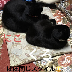 朝ご飯/めん/猫/くろ/にこ/黒猫/... おはようございます。今朝も寒うございまし…(5枚目)
