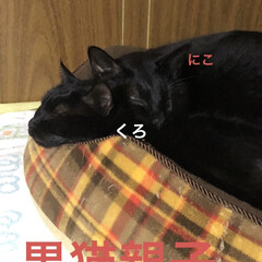 めん/猫/にこ/黒猫/くろ/空 おはようございます😊
今日はなんとか動い…(5枚目)