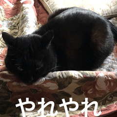 猫/めん/にこ/くろ/黒猫/猫飼いのしあわせ/... 今日も一日お疲れ様です。
うちの猫さまた…(6枚目)