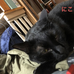 黒猫/にこ/くろ/猫/めん こんばんはです。
世間ではお盆休みだった…(1枚目)