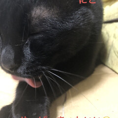 お昼ご飯/猫/めん/にこ/くろ/黒猫 こんにちは。雨の一日☔️おうちでまったり…(5枚目)