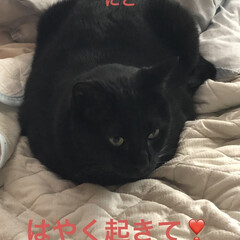 空/めん/猫/くろ/にこ/黒猫 おはようございます☀
お寝坊なおかあたん…(4枚目)