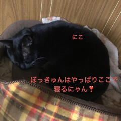 誕生日祝い/晩ご飯/黒猫/にこ/くろ/猫/... こんばんはです。本当は明日がお誕生日なの…(7枚目)