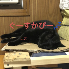晩ご飯/めん/猫/にこ/黒猫 こんばんはです。
今日も一日お疲れ様です…(10枚目)