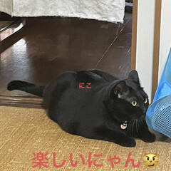 「我が家で産まれて家の中で育ったにことめん…」(5枚目)