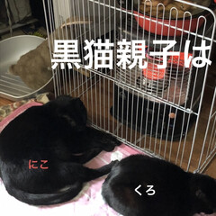 晩ご飯/黒猫/にこ/くろ/猫/めん/... おはようございます☁️
寒い空😵今日は出…(3枚目)
