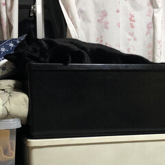 猫飼のしあわせ/癒し/黒猫/くろ/にこ/親子/... いつもにこが寝てる衣装ケースの上にくろが…(3枚目)