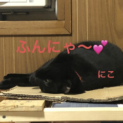 晩ご飯/めん/猫/にこ/黒猫 こんばんはです。
今日も一日お疲れ様です…(9枚目)