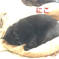 寝姿/黒猫/にこ/癒し/猫飼いのしあわせ 身体は大きいにこですがとっても甘えん坊😼…(1枚目)