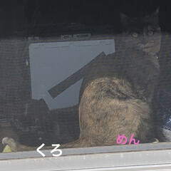 ツツジ/お昼ご飯/黒猫/にこ/くろ/猫/... 久しぶりに歩いて駅まで降りました。途中学…