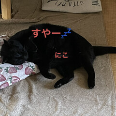 「我が家の猫さまたち😺😸😼
猫会のセンター…」(6枚目)