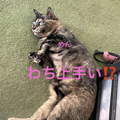 「我が家の猫さまたち😺😸😼
猫会のセンター…」(4枚目)