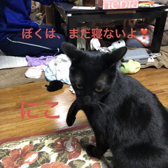 晩ご飯/猫飼いのしあわせ/癒し/にこ/くろ/黒猫/... あー寒い😵😵😵神経痛に良くありません💦
…(4枚目)