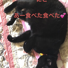 にこ/くろ/黒猫/めん/猫 おはようございます☀
昨日の猫さま大集合…(3枚目)
