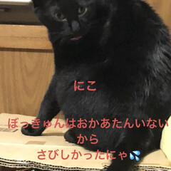 にこ/黒猫/猫/晩ご飯/めん こんばんはです。今日も一日お疲れ様です。…(3枚目)