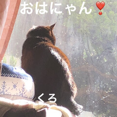 朝ご飯/猫/めん/くろ/にこ/黒猫/... おはようございます☀
青空ですね☀️猫た…(2枚目)