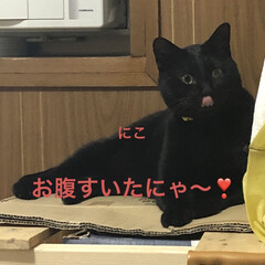 お昼ご飯/猫/めん/にこ/くろ/黒猫 こんにちは。雨の一日☔️おうちでまったり…(7枚目)