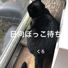 空/めん/猫/くろ/にこ/黒猫 おはようございます☀
お寝坊なおかあたん…(6枚目)
