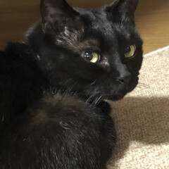 猫飼のしあわせ/猫/めん/癒し/くろ/黒猫/... あー食べた食べた‼️晩ご飯は焼き肉🐽
い…