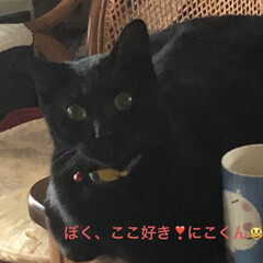 めん/黒猫/にこ/くろ/モーニングセット/癒し/... (5枚目)