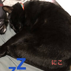 晩ご飯/黒猫/にこ/くろ/猫/めん こんばんはです。今日も一日お疲れ様です。…(2枚目)