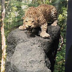 「昨日は旦那さんと猫科展に行ってきました。…」(7枚目)