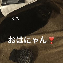 晩ご飯/くろ/にこ/黒猫/めん/猫/... おはようございます😊
昨日、旦那さんの荷…(5枚目)