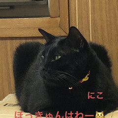 晩ご飯/くろ/にこ/黒猫/猫/めん おはようございます☀
と言いながらの昨日…(3枚目)