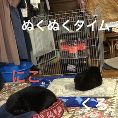 空/朝ご飯/くろ/にこ/黒猫/癒し/... おはようございます😊
今日は起きたら猫さ…(3枚目)