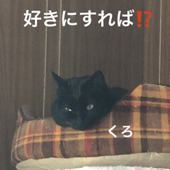 空/朝ご飯/黒猫/にこ/くろ/猫/... おはようございます☀
お日様眩しい朝です…(6枚目)