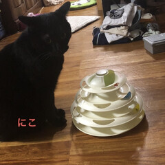 晩ご飯/黒猫/にこ/くろ/猫/めん 晩ご飯は旦那さんの希望でお鍋。
なんか白…(8枚目)