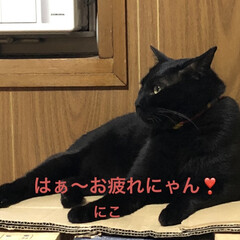 晩ご飯/めん/にこ/くろ/黒猫/猫 晩ご飯は梅ご飯に照り焼きチキン。たらとほ…(4枚目)
